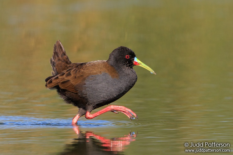 Plumbeous Rail, Laguna El Tupungato, Buenos Aires, Argentina